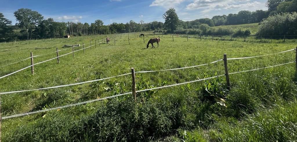 Chevaux au pré, dans la prairie, sous un grand ciel bleu