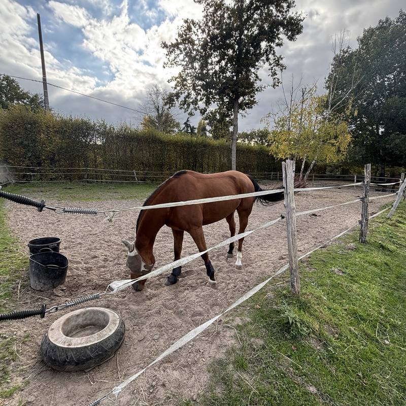 Cheval avec son masque anti-mouches dans un paddock en sable, entre sable et herbe
